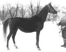 broodmare Estokada ox (Arabian thoroughbred, 1951, from Amurath Sahib 1932 ox)