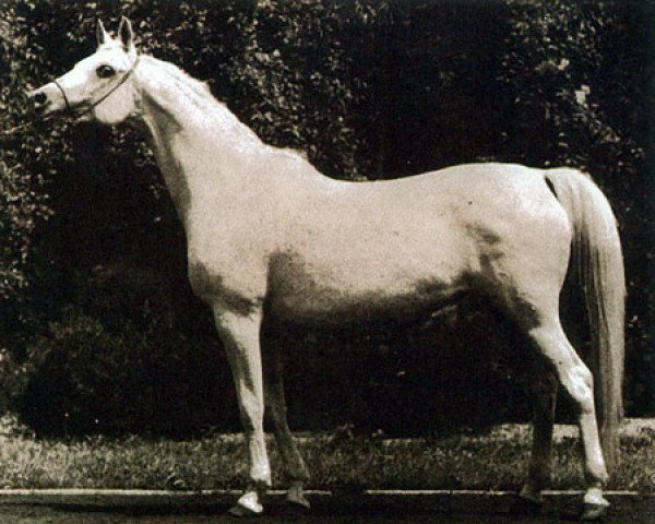 broodmare Eskapada ox (Arabian thoroughbred, 1960, from Nabor 1950 ox)