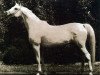 broodmare Eskapada ox (Arabian thoroughbred, 1960, from Nabor 1950 ox)