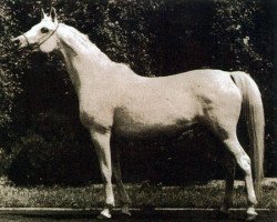 broodmare Eskapada ox (Arabian thoroughbred, 1960, from Nabor 1950 ox)