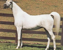 broodmare Espada ox (Arabian thoroughbred, 1968, from Aquinor 1951 ox)