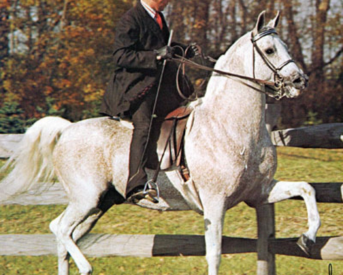 stallion Carycyn ox (Arabian purebred, 1961, from Comet 1953 ox)