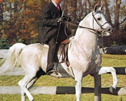 stallion Carycyn ox (Arabian thoroughbred, 1961, from Comet 1953 ox)