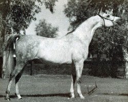 stallion Eukaliptus ox (Arabian thoroughbred, 1974, from Bandos 1964 ox)