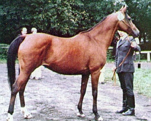 broodmare Arba ox (Arabian thoroughbred, 1962, from Comet 1953 ox)