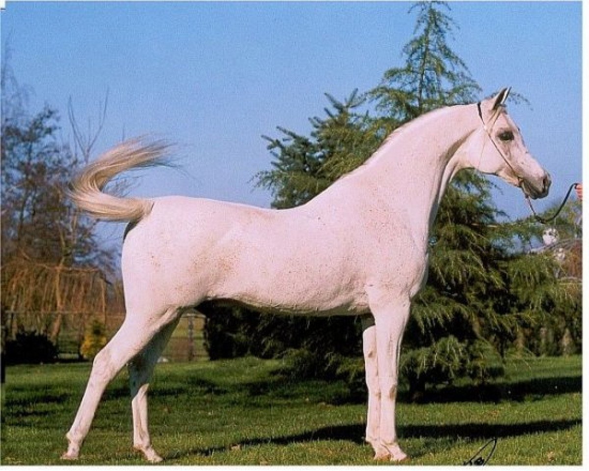 stallion Ararat ox (Arabian purebred, 1985, from Palas ox)