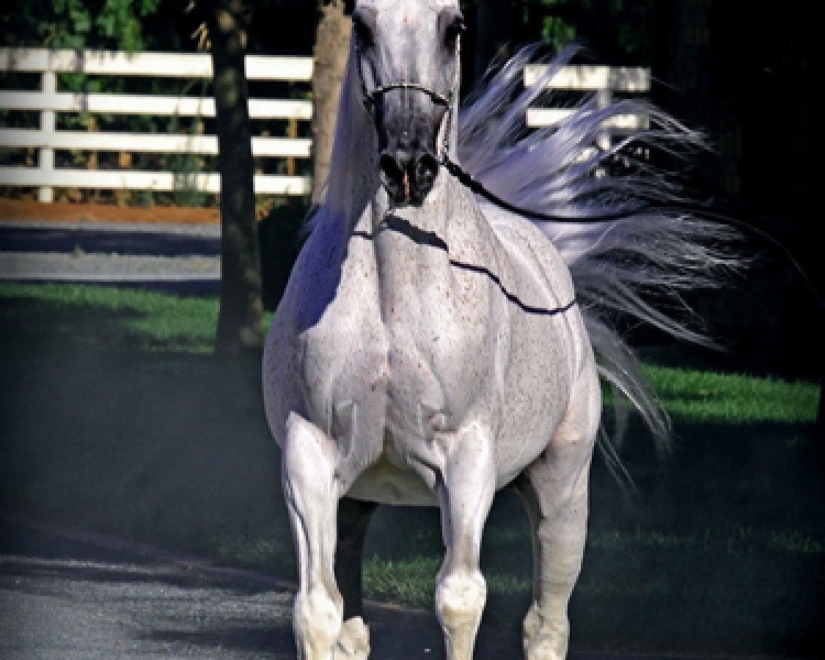 stallion Emigrant ox (Arabian purebred, 1991, from Ararat ox)