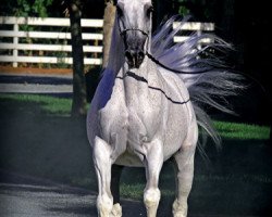 stallion Emigrant ox (Arabian thoroughbred, 1991, from Ararat ox)