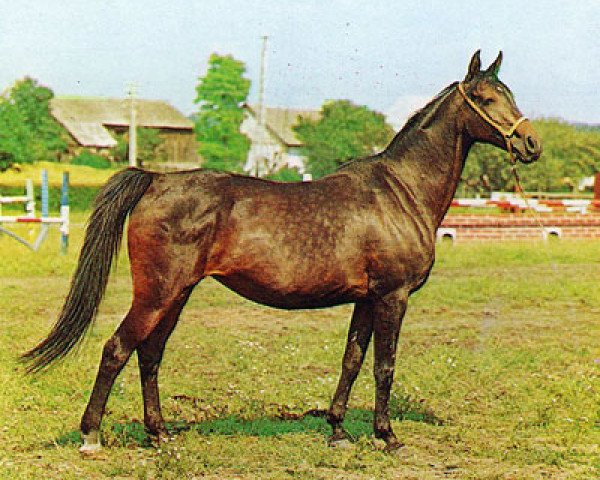 broodmare Fatma ox (Arabian thoroughbred, 1961, from Anarchista ox)