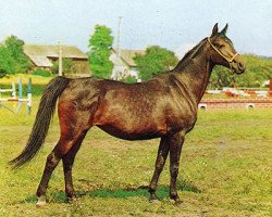 broodmare Fatma ox (Arabian thoroughbred, 1961, from Anarchista ox)