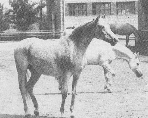 broodmare Fatima ox (Arabian thoroughbred, 1971, from Negatiw 1945 ox)