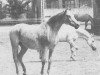 broodmare Fatima ox (Arabian thoroughbred, 1971, from Negatiw 1945 ox)