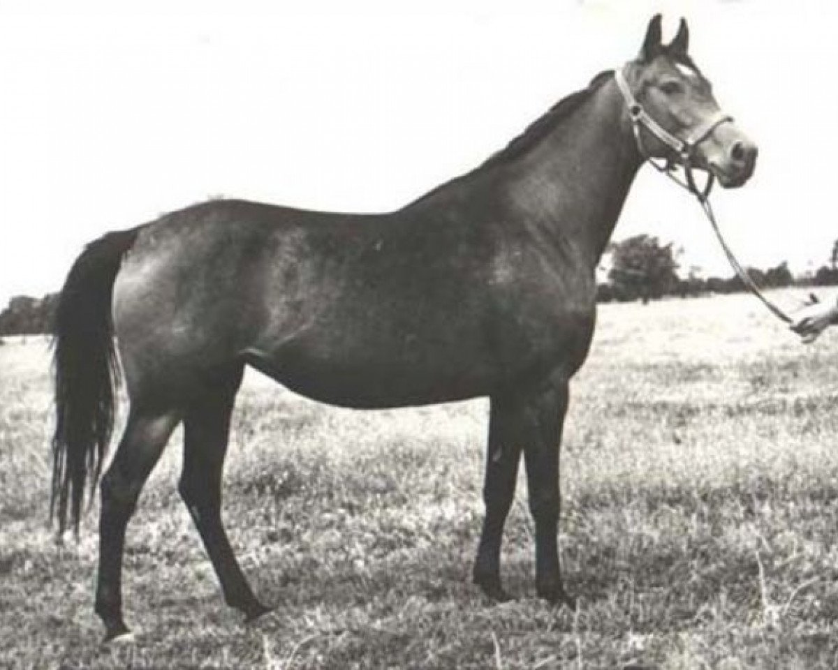 broodmare Algoa ox (Arabian purebred, 1964, from Czort 1949 ox)