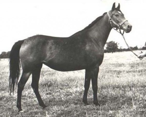 Zuchtstute Algoa ox (Vollblutaraber, 1964, von Czort 1949 ox)
