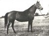 broodmare Algoa ox (Arabian thoroughbred, 1964, from Czort 1949 ox)
