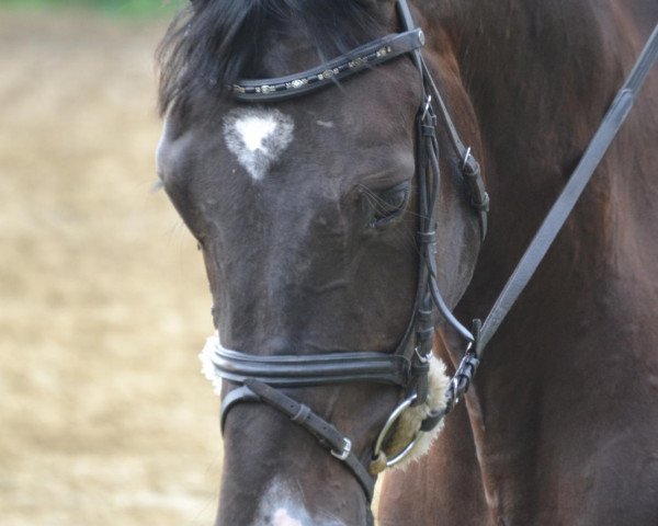 Dressurpferd Fine Royal (Westfale, 2010, von Flanagan)