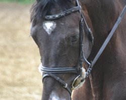 dressage horse Fine Royal (Westphalian, 2010, from Flanagan)