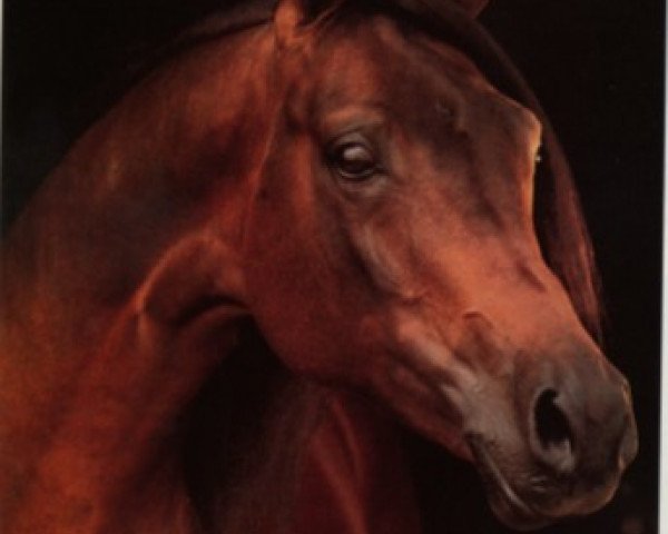 stallion Fanatyk ox (Arabian thoroughbred, 1978, from Aloes ox)