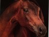 stallion Fanatyk ox (Arabian thoroughbred, 1978, from Aloes ox)