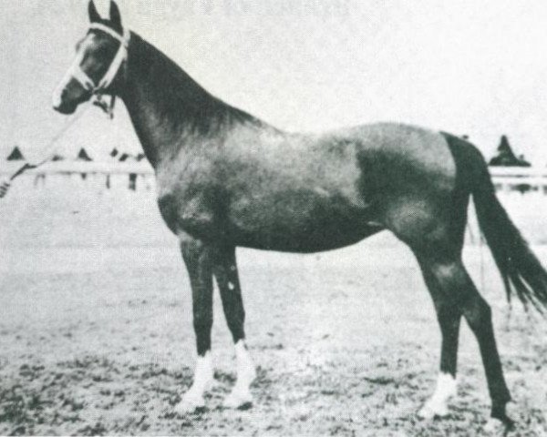 Zuchtstute Fryga II ox (Vollblutaraber, 1924, von Bakszysz 1901 ox)