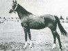 broodmare Fryga II ox (Arabian thoroughbred, 1924, from Bakszysz 1901 ox)