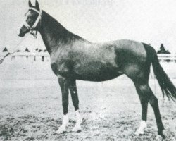 broodmare Fryga II ox (Arabian thoroughbred, 1924, from Bakszysz 1901 ox)