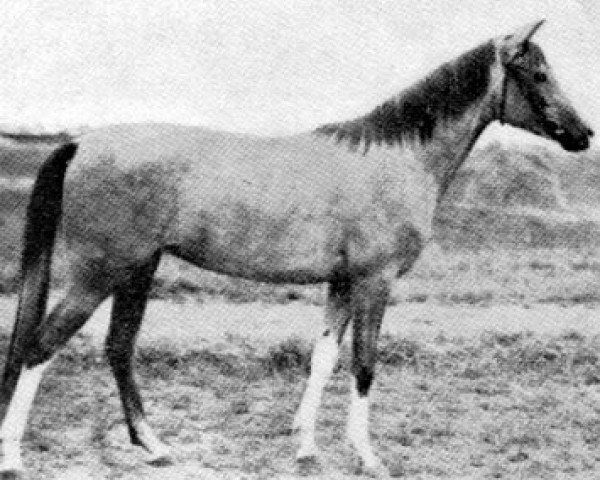 Zuchtstute Mabrucha ox (Vollblutaraber, 1928, von Pielgrzym Thuja ox)