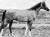 broodmare Mabrucha ox (Arabian thoroughbred, 1928, from Pielgrzym Thuja ox)