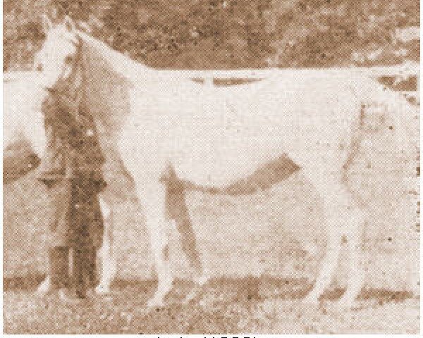 broodmare Lala 1938 ox (Arabian thoroughbred, 1938, from Amurath Sahib 1932 ox)