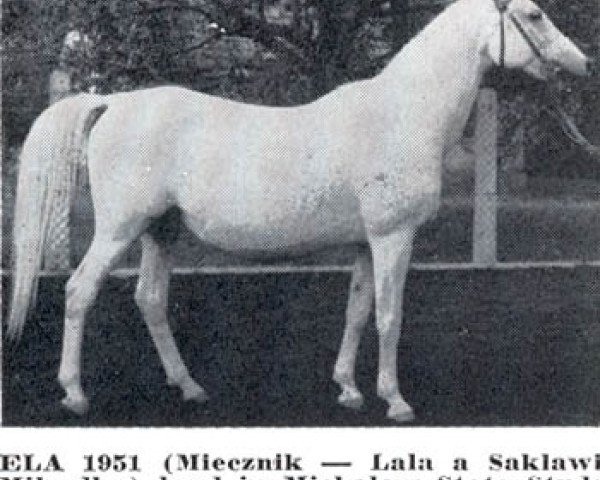 Zuchtstute Ela 1951 ox (Vollblutaraber, 1951, von Miecznik 1931 ox)