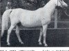 broodmare Ela 1951 ox (Arabian thoroughbred, 1951, from Miecznik 1931 ox)