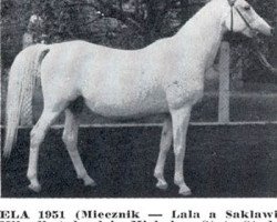 broodmare Ela 1951 ox (Arabian thoroughbred, 1951, from Miecznik 1931 ox)