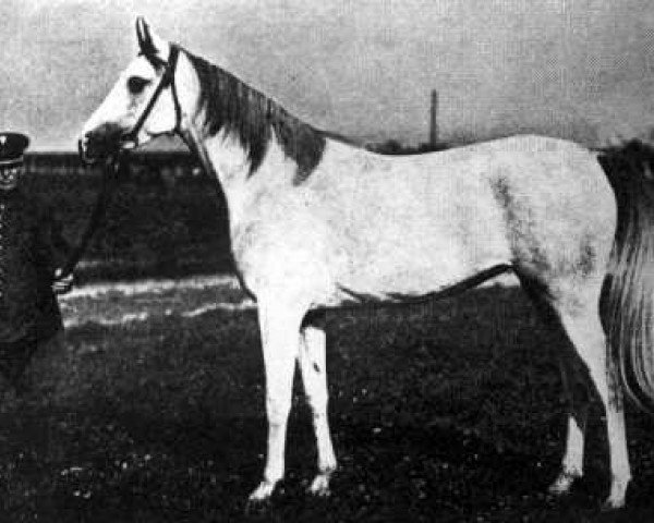 broodmare Ikwa 1927 ox (Arabian thoroughbred, 1927, from Koheilan VIII 1922 ox)