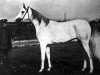 broodmare Ikwa 1927 ox (Arabian thoroughbred, 1927, from Koheilan VIII 1922 ox)