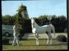 stallion Espartero ox (Arabian thoroughbred, 1960, from Nabor 1950 ox)