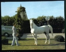 stallion Espartero ox (Arabian thoroughbred, 1960, from Nabor 1950 ox)