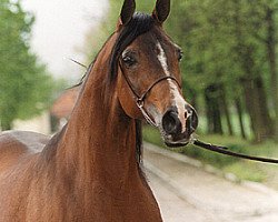 Zuchtstute Garonna ox (Vollblutaraber, 1985, von Fanatyk ox)