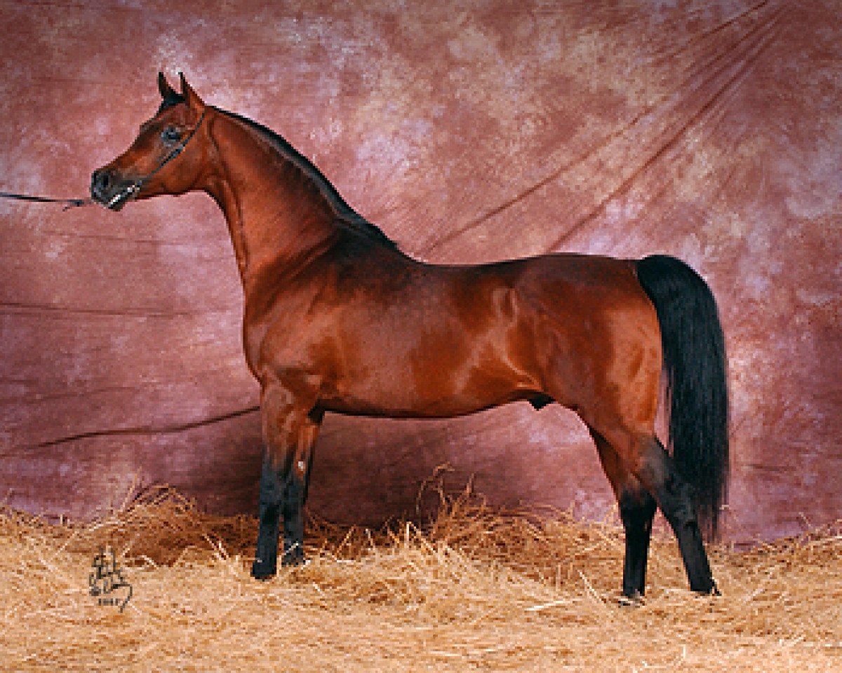 stallion Ganges ox (Arabian purebred, 1994, from Monogramm 1985 ox)