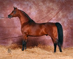 stallion Ganges ox (Arabian thoroughbred, 1994, from Monogramm 1985 ox)