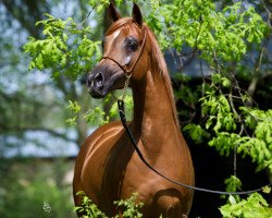 horse Alegra ox (Arabian thoroughbred, 2008, from Ganges ox)