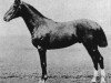 stallion Mortimer (Trakehner, 1886, from Friponnier xx)