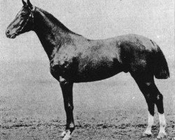 Deckhengst Mortimer (Trakehner, 1886, von Friponnier xx)