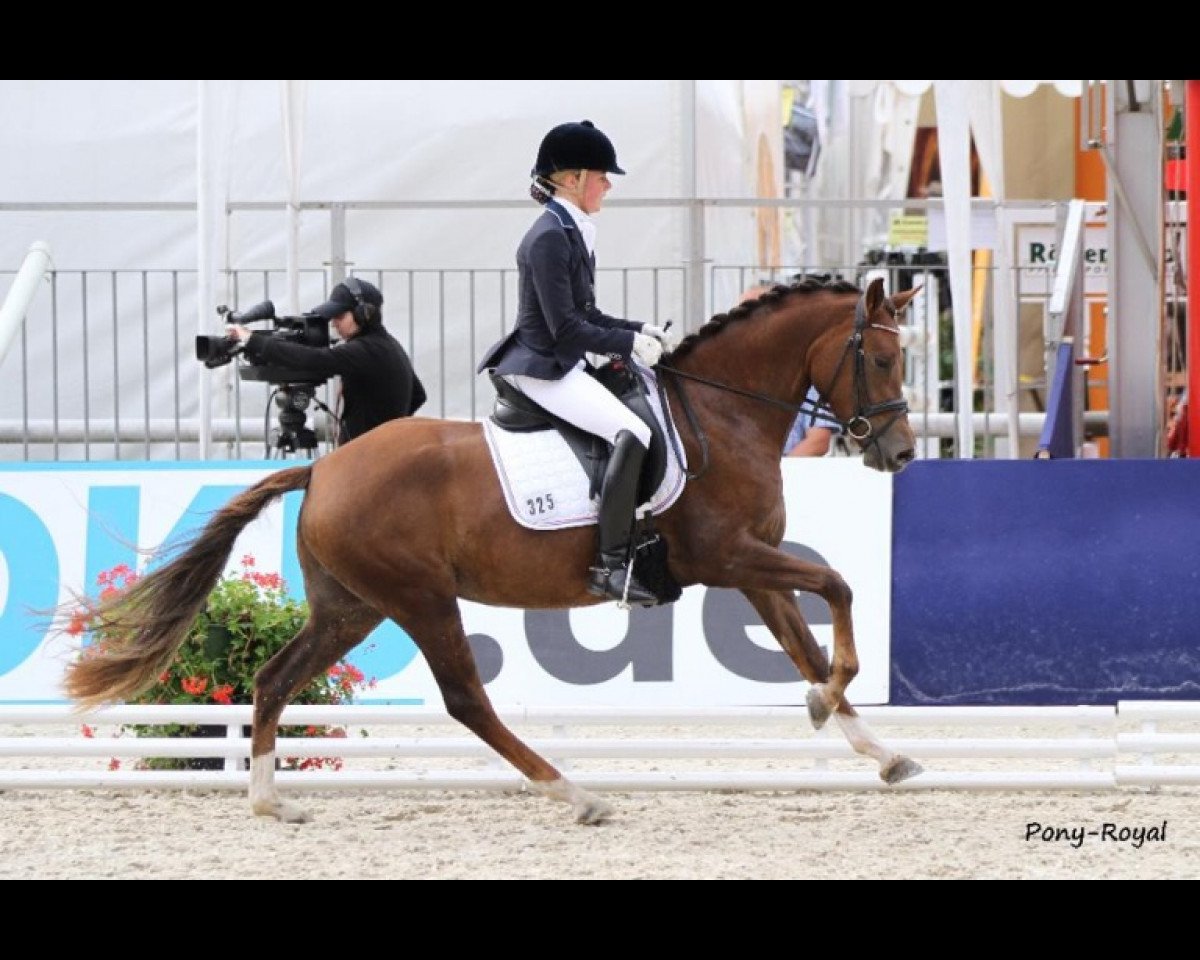 broodmare Dooley 15 (German Riding Pony, 2009, from Campari)