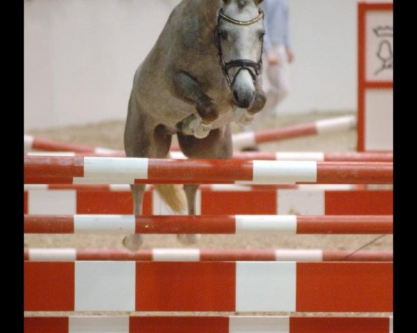 stallion Madison (German Riding Pony, 2006, from Merlin)
