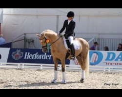 stallion Coolmen (German Riding Pony, 2008, from Coelenhage's Lord)