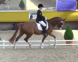 dressage horse Fantastic Star 2 (Westphalian, 2009, from Flatley 2)