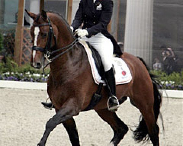 stallion Montecristo (Royal Warmblood Studbook of the Netherlands (KWPN), 1994, from El Corona)
