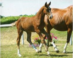 jumper Cashmir (Bavarian, 2010, from FBW Cayton)