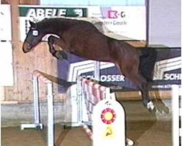 horse Camorra 6 (Bavarian, 2005, from Chambertin)