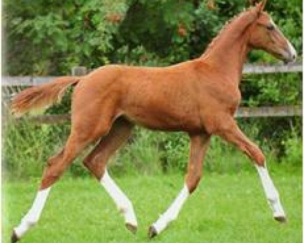 Pferd Calistro (Bayer, 2009, von Indoctro II)